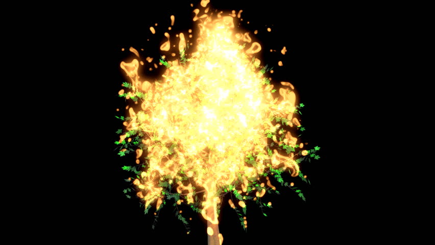 burning bush